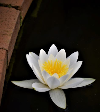 water lily-225